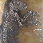 IDA 47 MILLION YEARS B.C.