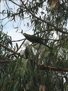 Bird in tree