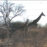 giraffe