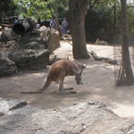 Australia, Sydney and Surfers Paradise