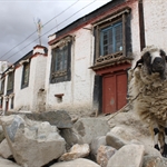 Road to Lhasa 7. Gyantse oct11