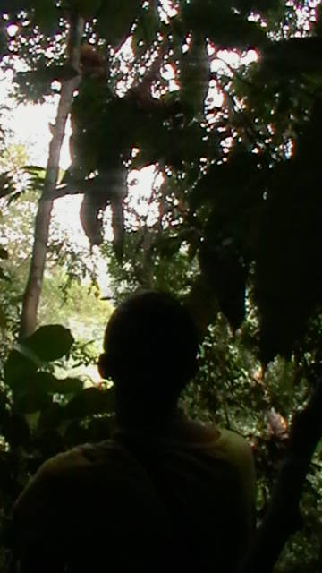 8. Sumatra - Orang-utan.JPG