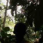 8. Sumatra - Orang-utan.JPG