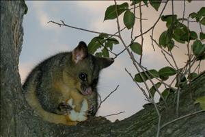 This mate was having dinner with us