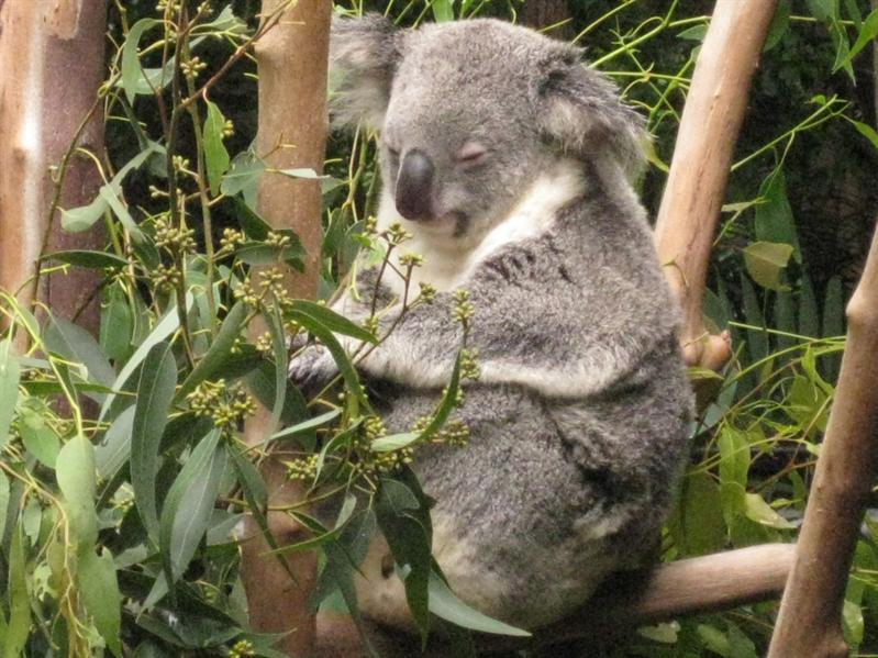 Sleeping Koalas at Australia Zoo