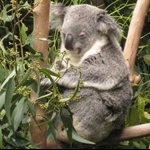 Sleeping Koalas at Australia Zoo