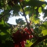They didnt pick the red grapes this year, so they were plentiful, and yummy!!