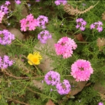 IMG_8372resized.JPG