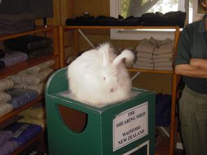 The original bunny!