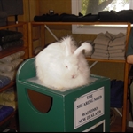 The original bunny!