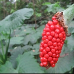 姑婆芋鮮紅果實