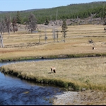 Gibbon River