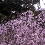 天元宮賞櫻.緣道觀音廟