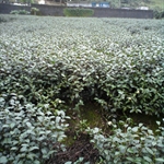 DSC00033.JPG