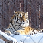 Winter Zoo