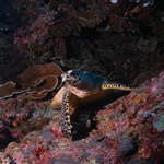 Palau 2007