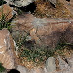 HelanShan Rock Engravings(贺兰山岩画),Ningxia (宁夏),China