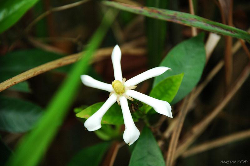 DSC_2576 絡石藤 Trachelospermum jasminoides.jpg