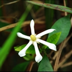 DSC_2576 絡石藤 Trachelospermum jasminoides.jpg