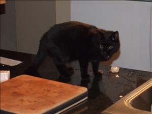 Silus the cat aka Moley the 2nd
