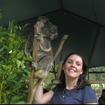 Patting koala