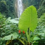 Tongling Canyon（通灵峡谷），Jingxi，广西靖西