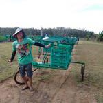 Picking up Strawberries, 採草莓生活