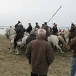 ... to collect and drive back black bulls...