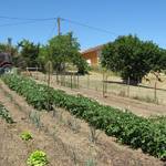 .. vegetable plot.