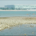 DSC_0010 東涌候王廟外的泥灘.jpg