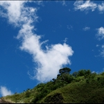 Trees on the hill