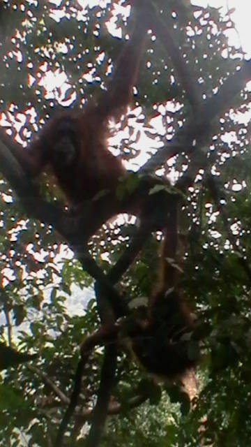 10. Sumatra - Orang-utan.JPG
