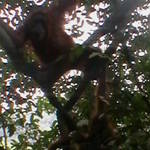 10. Sumatra - Orang-utan.JPG