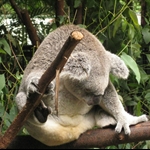Sleeping Koalas at Australia Zoo