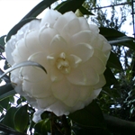 DSC00041.JPG