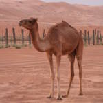 Oman 2010