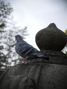 Zuiryuji