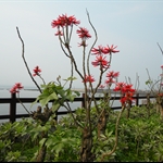 淺水灣