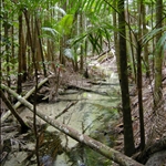 Creek near Central Station