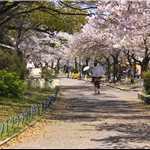 Sakuranomiya