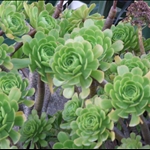 DSCF5490.JPG