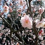 Plum tree