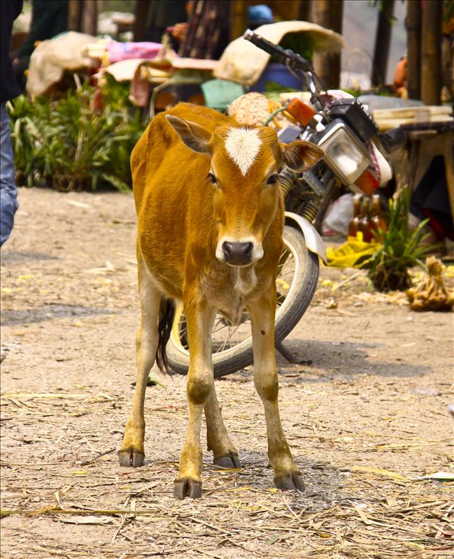 Mai Chau