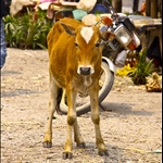Mai Chau