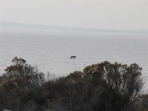 Coyote out on the ice on the Great Salt Lake
