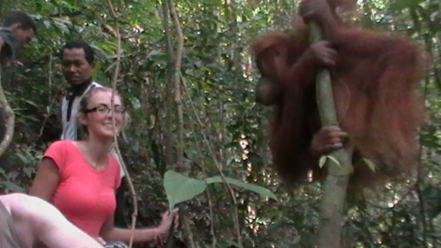 13. Sumatra - Orang-utan.JPG