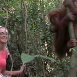 13. Sumatra - Orang-utan.JPG