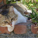 turkish moggy