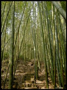 DSCN0451.jpg