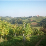The Vinyard!